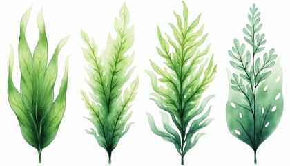 Obraz premium Watercolor illustration four types of vibrant green seaweed, aquatic plants. Delicate botanical elements, marine flora depicted with fresh, healthy aesthetic. Natural organic forms, textures.
