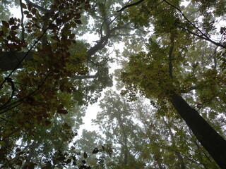 Fototapeta premium tall trees photographed from below