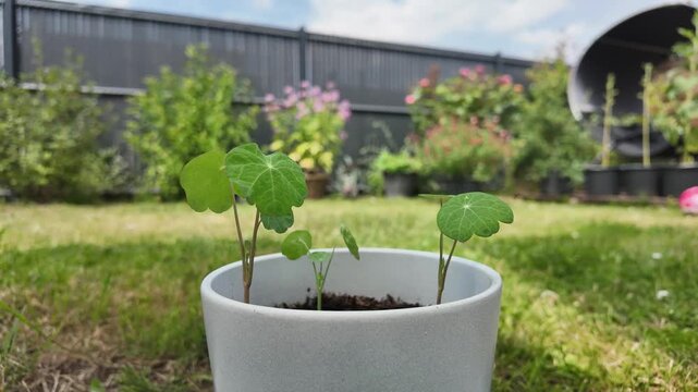 Timelapse of nasturtium seedlings growing in a pot in the garden