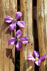 lilac clematis flowers on wooden background