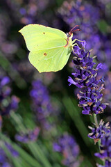 Lemon butterfly on lavender