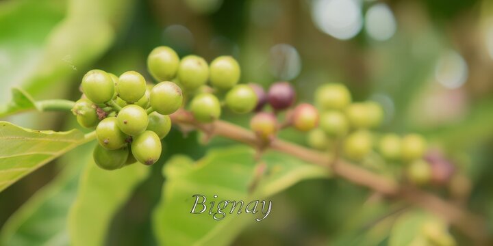 A close-up view of unripe bignay berries growing on a tree branch.