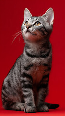 Obraz premium Silver tabby kitten with amber eyes gazes upwards against a vibrant red backdrop grey black stripes