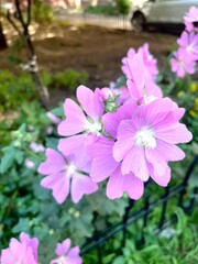 pink flowers in the garden. Lavatera trimestris