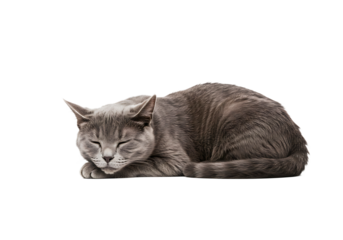 Gray cat sleeping peacefully on a white background  