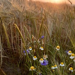 grass and flowers