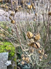 close up of pine cones bushes 