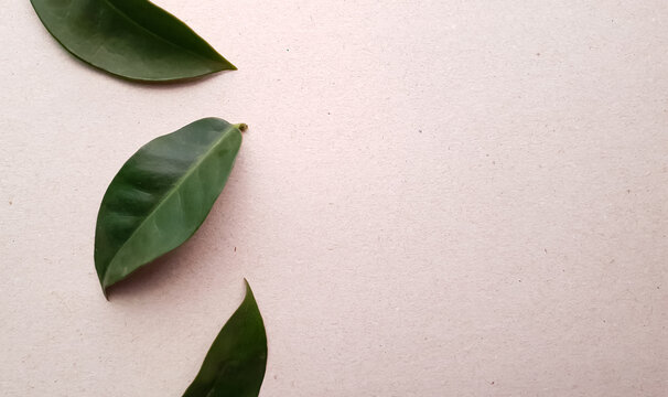ora -pro-nobis panc leaves and background with space for text