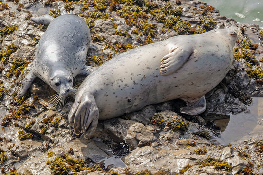 Seal pup and mom on rocks