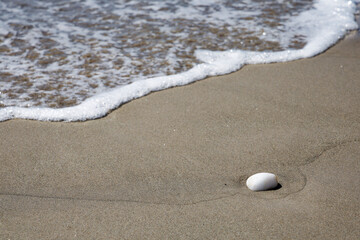 sea shells on the beach