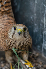 Extreme close-up of a defensive kestrel (Falco tinnunculus) with raised tail, filling the frame. Tense expression, low-angle view in greenhouse. Striking wildlife image.