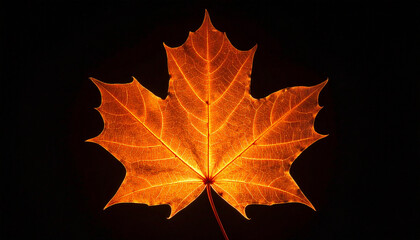 Autumn's Embrace A Golden Maple Leaf Against Darkness, Showcasing Seasonal Beauty and Textural Detail