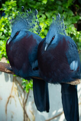 Victoria crowned pigeon is a large, bluish-grey pigeon with elegant blue lace-like crests, maroon breast and red irises