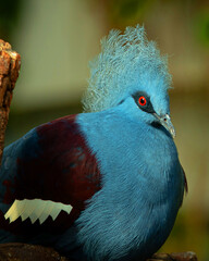 Victoria crowned pigeon is a large, bluish-grey pigeon with elegant blue lace-like crests, maroon breast and red irises