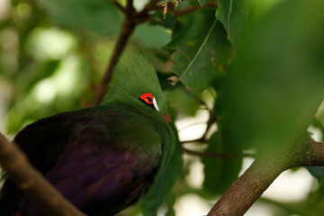turaco bird in close up,african birds