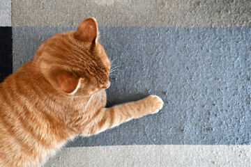 Ginger cat sitting on the old rug with pulled threads and snags at home. The concept of how to stop cat scratching the rug or carpet and how to remove pet hair. Flat lay top view photo.