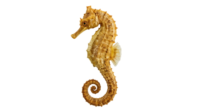 Seepferd isolated on transparent background png