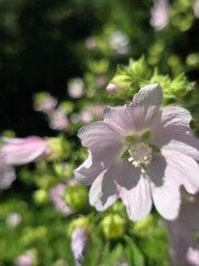 Fototapeta premium pink flower
