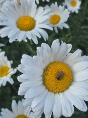 white daisies in a garden