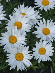 Fototapeta premium white daisies on a green background