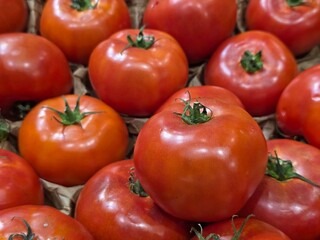 red tomatoes on a vine