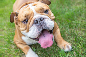 Fototapeta premium Cute portrait of beautiful smiling English bulldog with sticking out tongue lying on grass outdoors, selective focus. The breed of dog belongs to moloss group