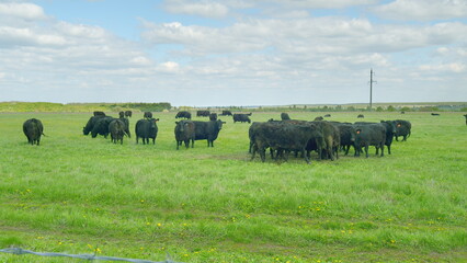 Cattle are grazing peacefully in a lush green pasture, all while under a cloudy sky above
