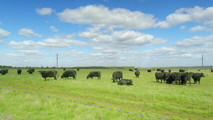 Obraz premium A Beautiful Pastoral Landscape Featuring Grazing Cattle Beneath A Bright Blue Sky