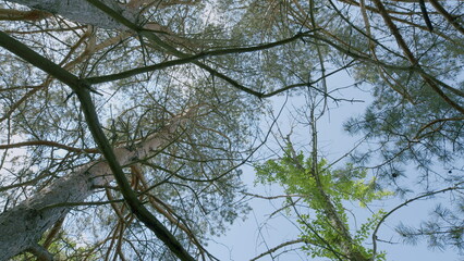 Majestic and towering trees stretch beautifully under a clear and vibrant blue sky above