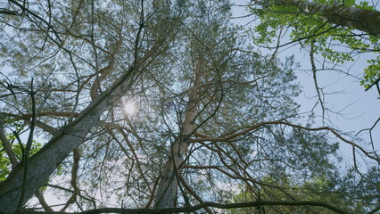 A Peaceful and Serene Canopy View Through Lush Trees Bathed in Glorious Sunlight