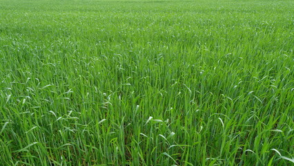 Obraz premium A Beautiful Lush Green Grass Field Bathed in Natural Light, Perfect for Relaxation