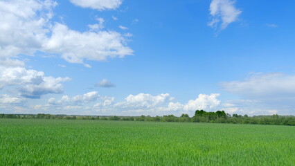 Vibrant Green Fields Spreading Out Under a Beautiful Bright Blue Sky Filled with Clouds
