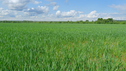 A Lush Green Field Spreading Under a Bright and Clear Sky Resplendent with Light and Color
