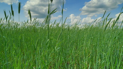 A lush green field stretches out beautifully beneath a bright blue and clear sky above