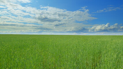 Obraz premium A Vast Expansive Green Field Spread Out Beneath a Bright Blue Sky with Fluffy White Clouds Above