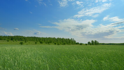 A Stunningly Vibrant Green Landscape Set Beneath a Bright and Clear Blue Sky Above