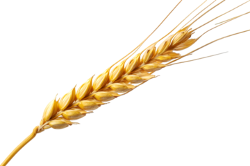 Single ear of wheat isolated on white background for agricultural and organic food design
