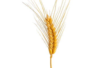 Single ear of wheat isolated on white background for agricultural and organic food design
