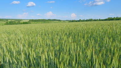 A Vast Green Wheat Field Stretching Out Majestically Under a Clear and Bright Blue Sky Above