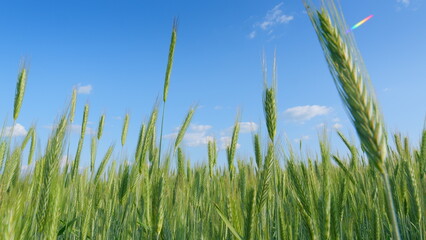 A Beautiful and Vibrant Wheat Field Stretching Beneath a Clear and Bright Blue Sky