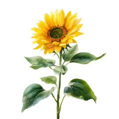 Vibrant yellow sunflower with green leaves isolated on transparent background