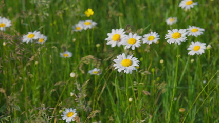 A Beautiful Wildflower Field brimming with vibrant Daisies in full bloom during summer