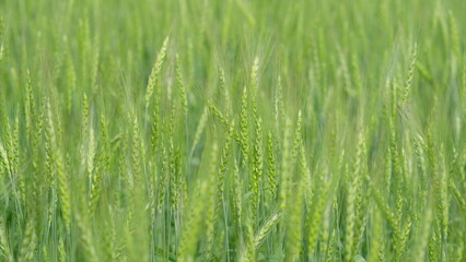 A Vibrant and Lush Green Wheat Field Awaiting Its Time for the Upcoming Harvest Season