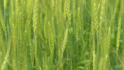 A Lush Green Field Full of Growing Vibrant Grass Surrounded by Natures Beauty and Life