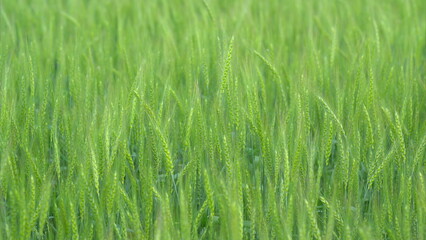 A Lush Green Grass Field Bathed in Bright Sunlight Radiates Natural Beauty and Vibrancy