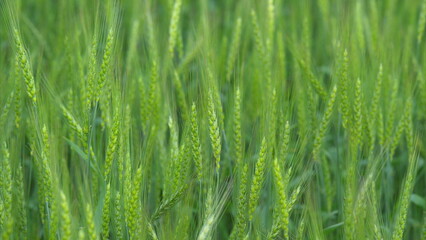 The Vibrant Green Wheat Fields Are in Full Growth and Are Truly a Scenic Wonder to Observe