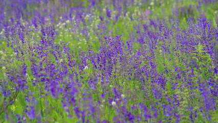 Obraz premium A Stunningly Vibrant Purple Flower Field Displaying Natures Splendor in Full Bloom