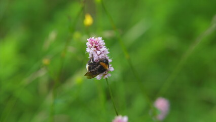 A Bumblebee Gently Pollinating a Beautiful Flower in a Lush Green Environment and Ecosystem