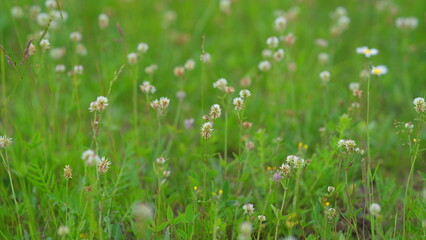 Experience the Beauty of Beautiful Blossoming Wildflowers Vibrantly Displayed in a Lush Green Field