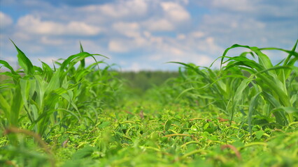 Obraz premium A Vast and Lush Green Cornfield Positioned Beneath a Bright Blue Sky Filled with Sunshine